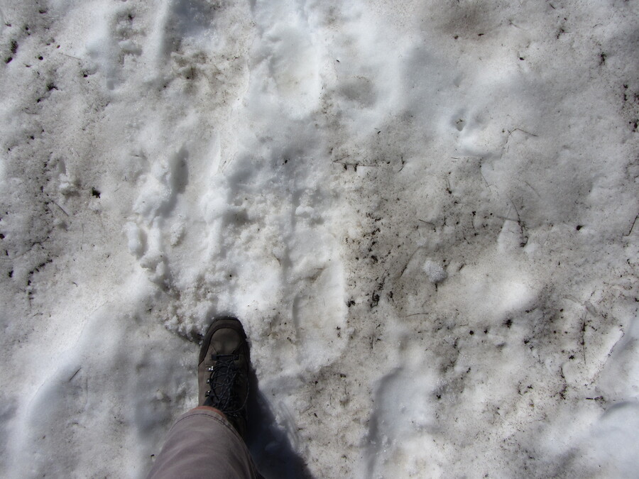 Het pad liep ook over een klein sneeuwveldje (15 stappen ofzo)