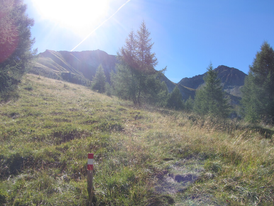 De laatste bomen en de Berger Kogel in de volle zon