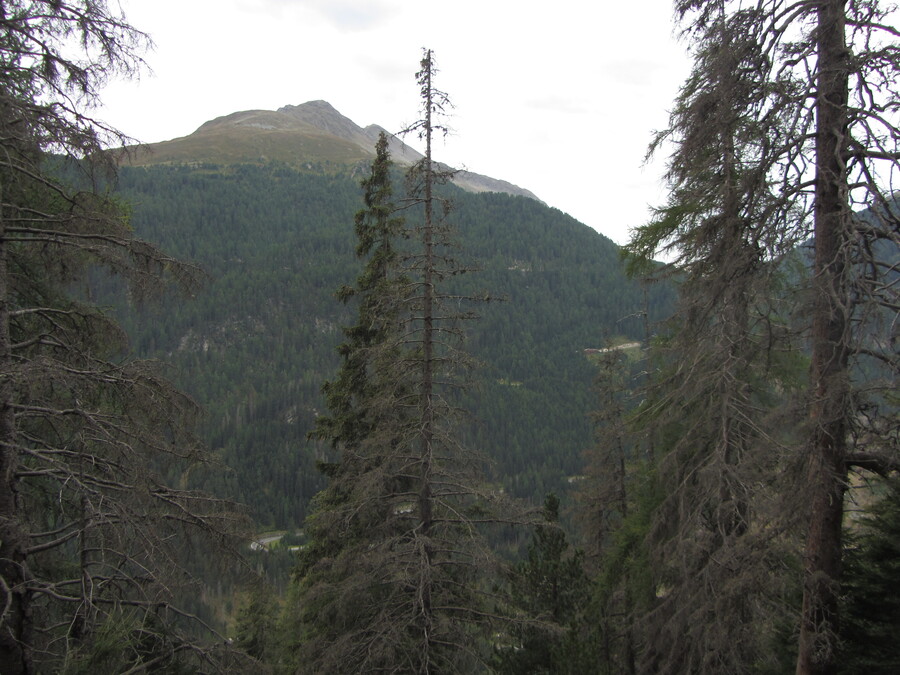Door de bossen eens wat andere bergen