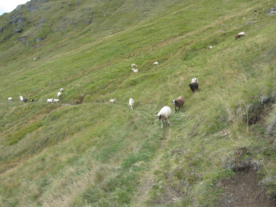 Op de terugweg kwam ik wat schapen tegen