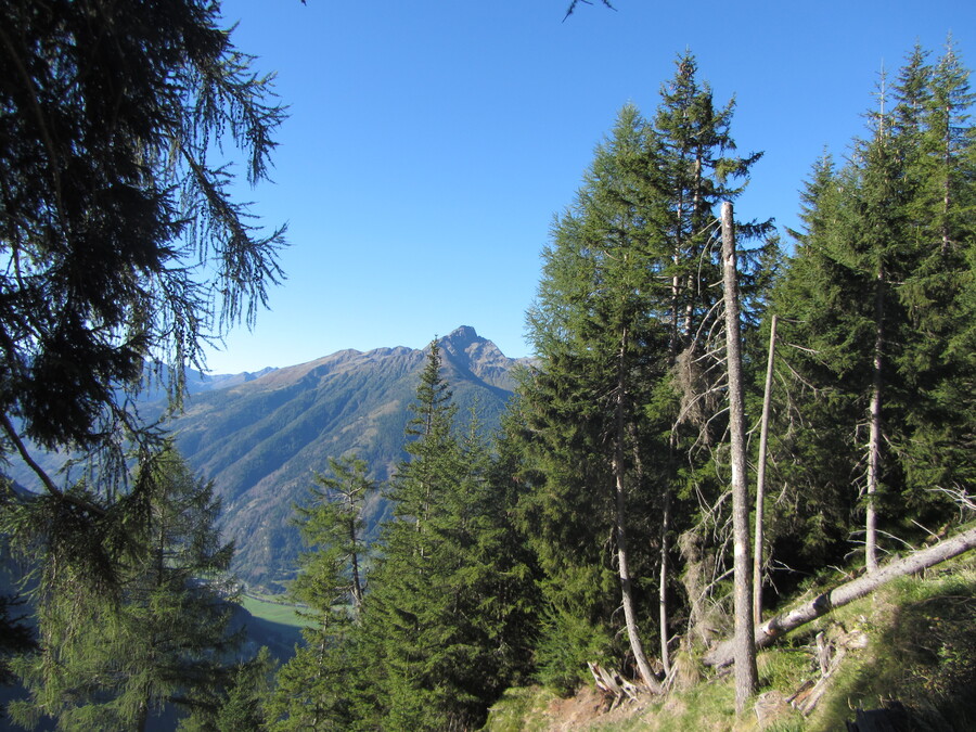 Gro&szlig;er Zunig door de bomen heen