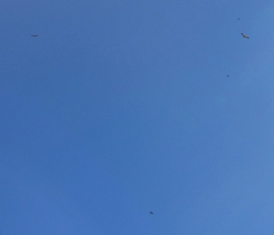Er waren er uiteindelijk een stuk of 15 maar ze wilden niet allemaal tegelijk op de foto