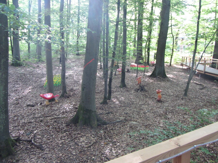 Hele grote paddestoelen