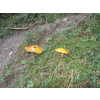 Gezwam in het bos