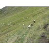 Op de terugweg kwam ik wat schapen tegen