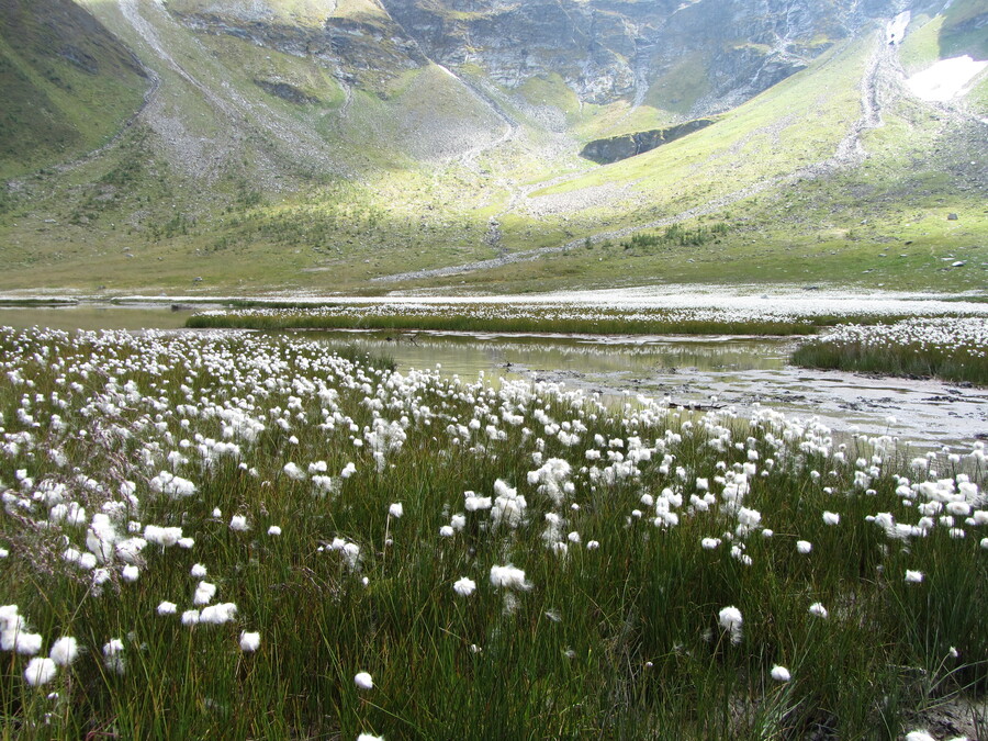 Aan het einde van de Bergersee een heleboel witte pluizige bloemen