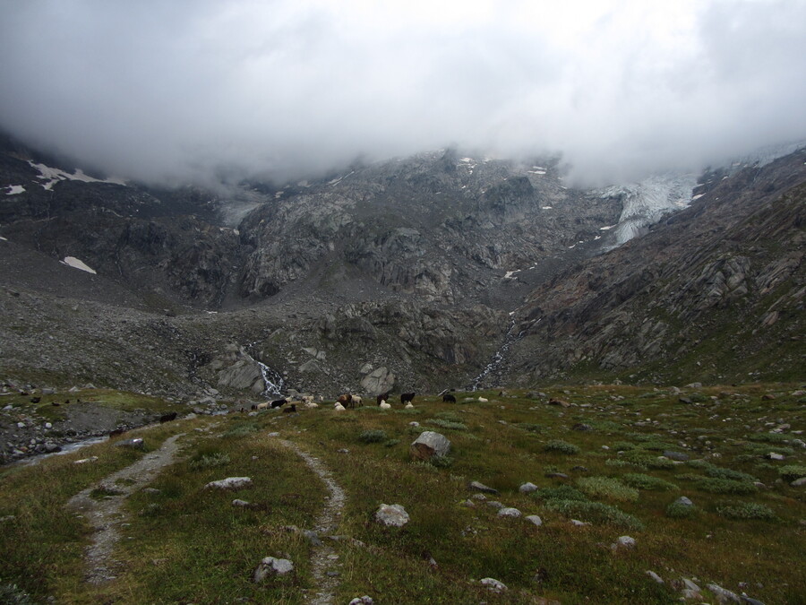 Schapen richting de Simonysee