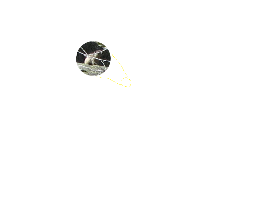 Zoek het (jonge) Murmeltier