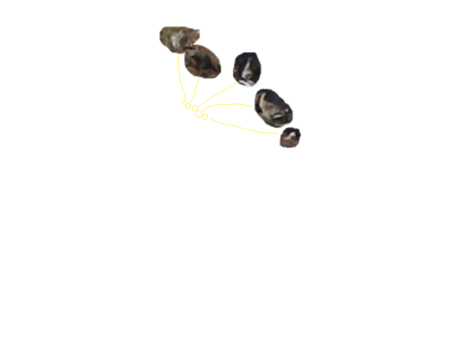 Het pad ging recht op een groep vogels af