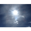 De ietwat versluierde zon verlicht een vogel