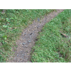 Wild beest midden op het pad